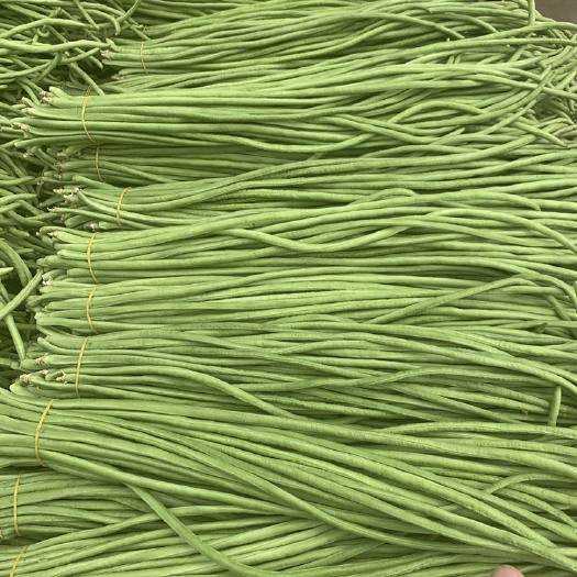 开封河南长豆角，开封长豆角，中牟长豆角，长缸豆，