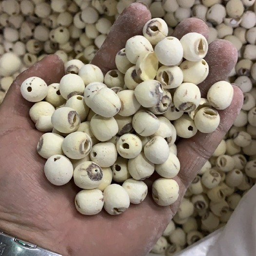 高碑店市莲子 磨皮