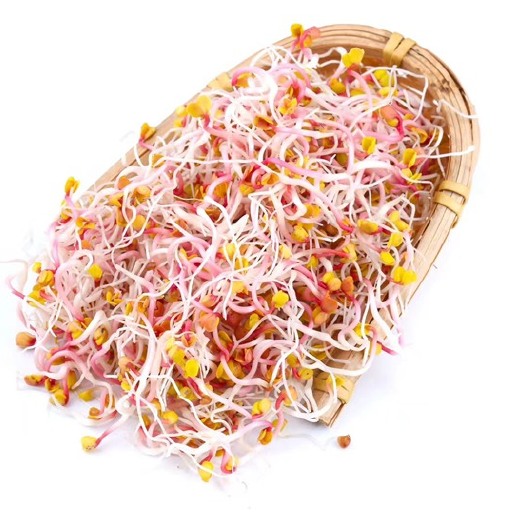 荥阳市精品七彩萝卜芽