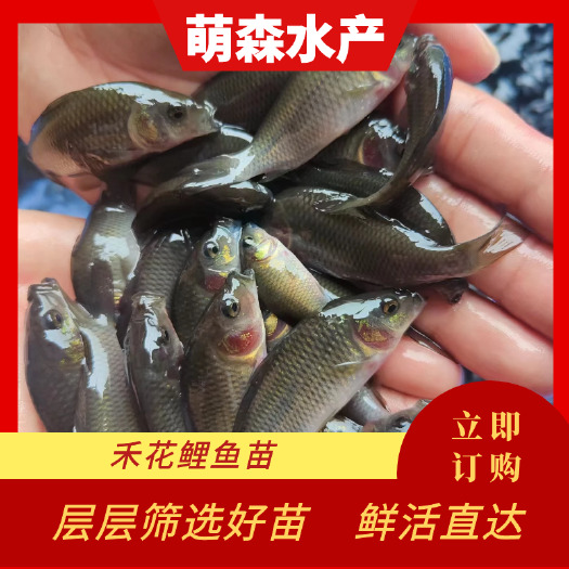 南宁禾花鲤鱼苗  稻田禾花鲤  基地直供