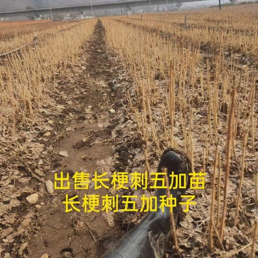 桓仁县卖卖卖刺五加苗，五加参售售售！！！