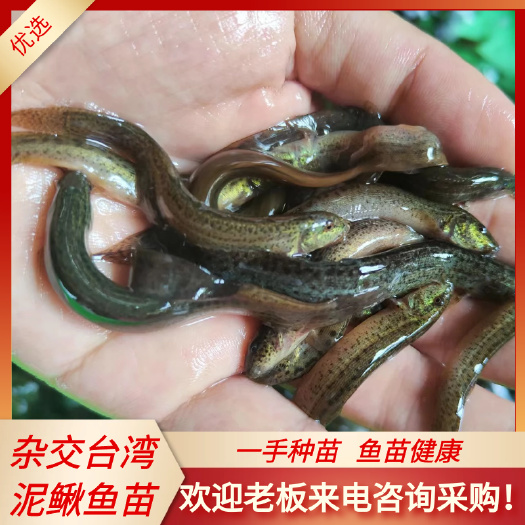 泥鳅鱼苗  杂交泥鳅  基地直供 价格优惠