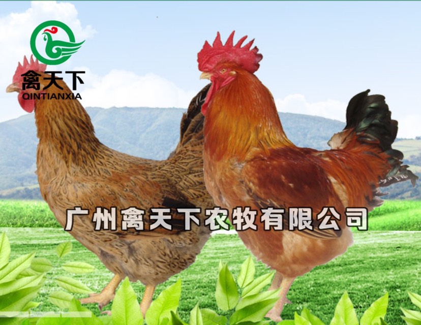 禽天下雞苗供應(yīng)商