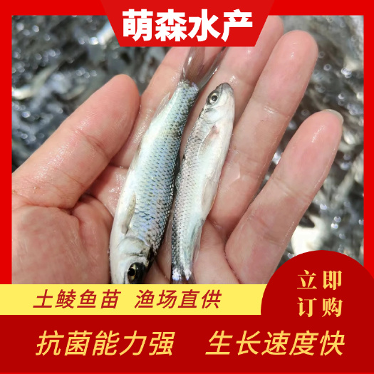 南宁土鲮鱼苗    高品质   成活率高  量大从优