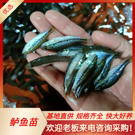 南宁加州鲈鱼苗，本苗场百万现货   基地直供、规格齐全