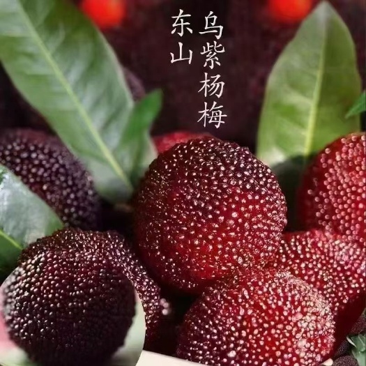 蘇州蘇州東山烏紫楊梅火熱銷售中