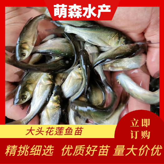 南宁大头鱼苗  大头鱼  鳙鱼  人工饲养  基地直供