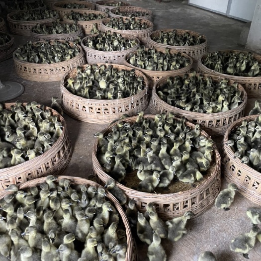 阳江广东开平马岗镇正棕马岗鹅苗，长期供货，正粽货品种有保障，欢迎