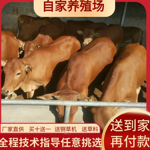 郓城县四川肉牛价格，云南肉牛价格，贵州肉牛价格。￼