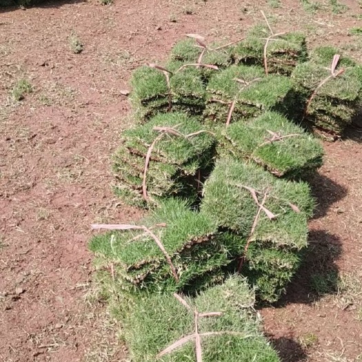 重庆市草草块