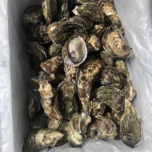 诏安县净化蚝 福建生蚝烧烤生蚝，一口蚝。生蚝养殖加工，承接大小包