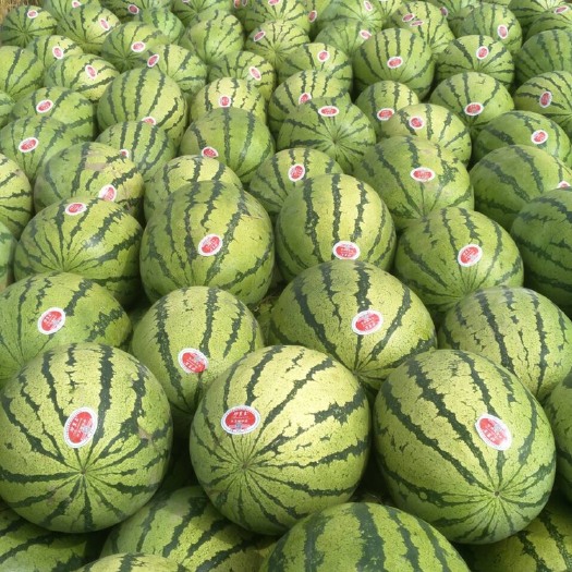 蒲城县蒲城西瓜