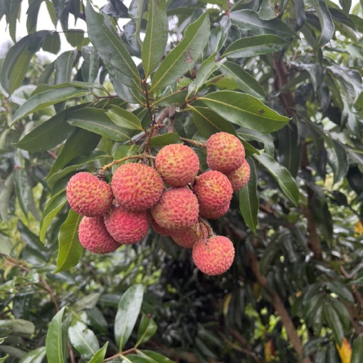 平南县大量荔枝上市，有需要的可以联系我