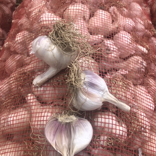 射阳县江苏射阳大蒜