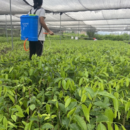 惠州精品奇楠沉香苗