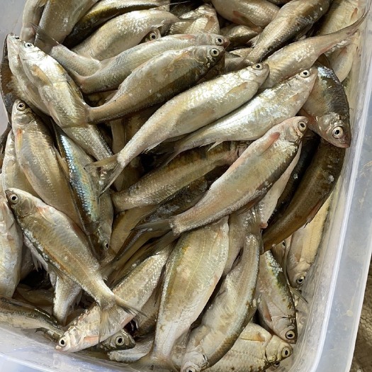 苏州肉质鲜美。