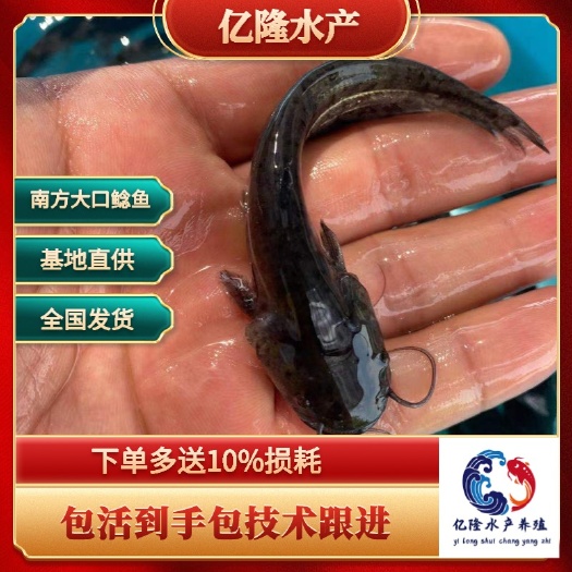 广州南方大口鲶鱼 杂交大口鲶鱼苗 大口鲶鱼苗批发 基地直销