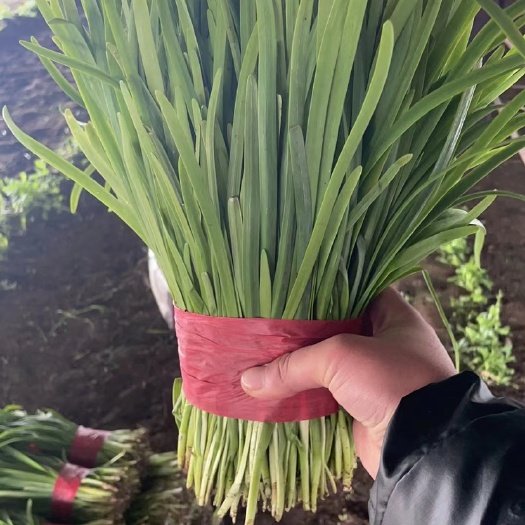 昌黎县昌黎产地红根韭菜二刀大量有货，有需要的老板可以联系我