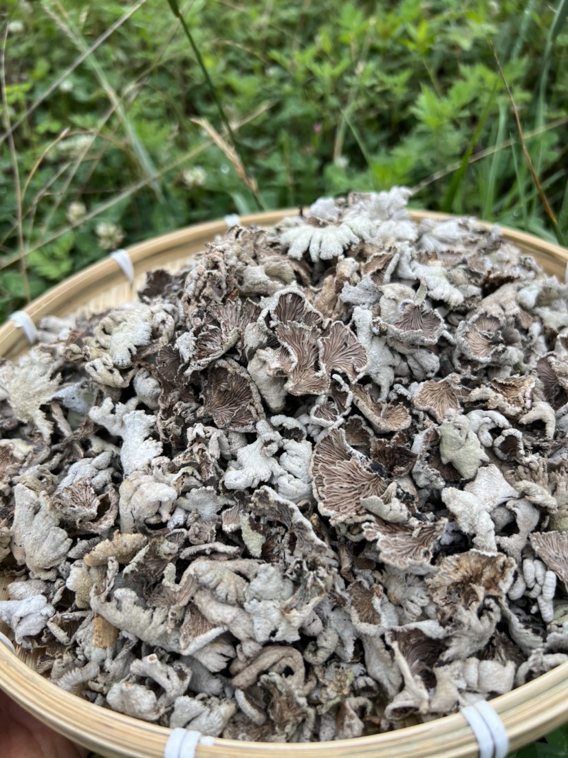 易门县云南哀牢山白参菌产地货源大货批发