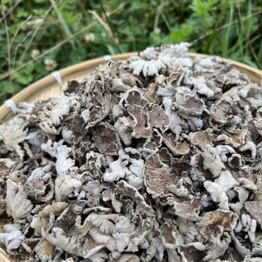 易门县云南哀牢山白参菌产地货源大货批发