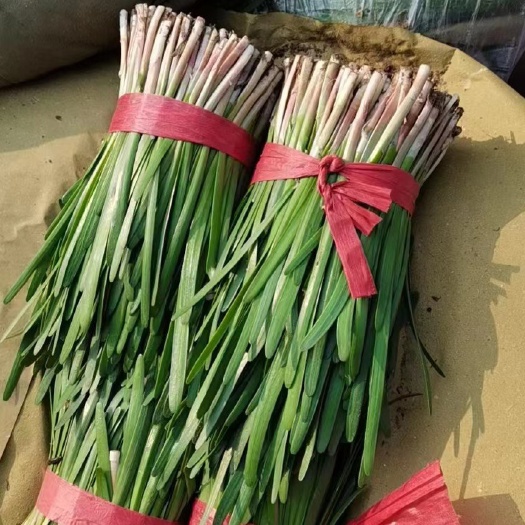 昌黎县河北产地红根小捆头刀韭菜，质量保证货源充足可长期供应