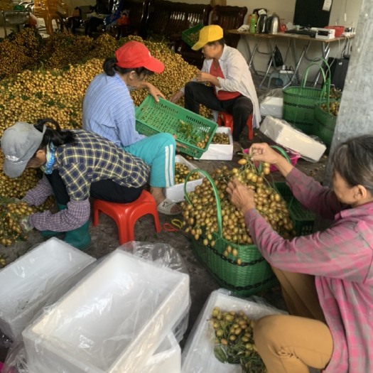 海南永兴黄皮。大鸡心。小鸡心