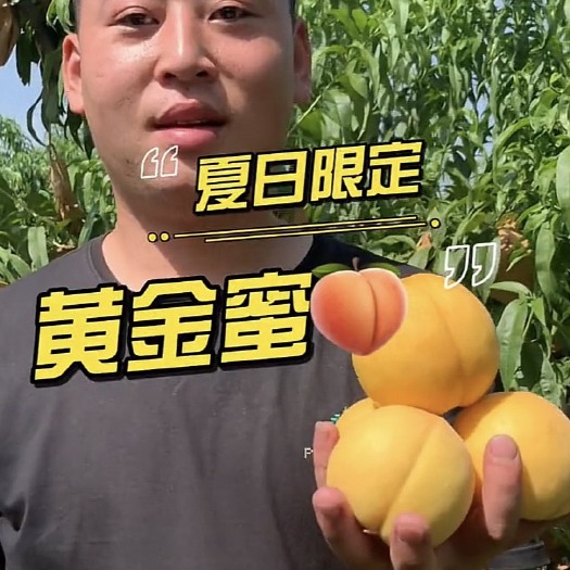 临猗县新鲜采摘黄桃黄金蜜现摘现发