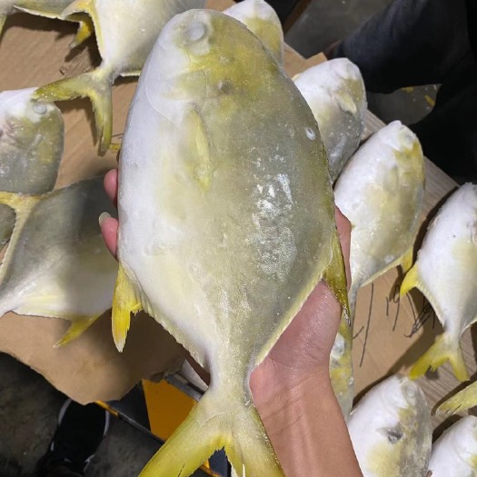 合浦县北部湾一手货源 深海金鲳鱼