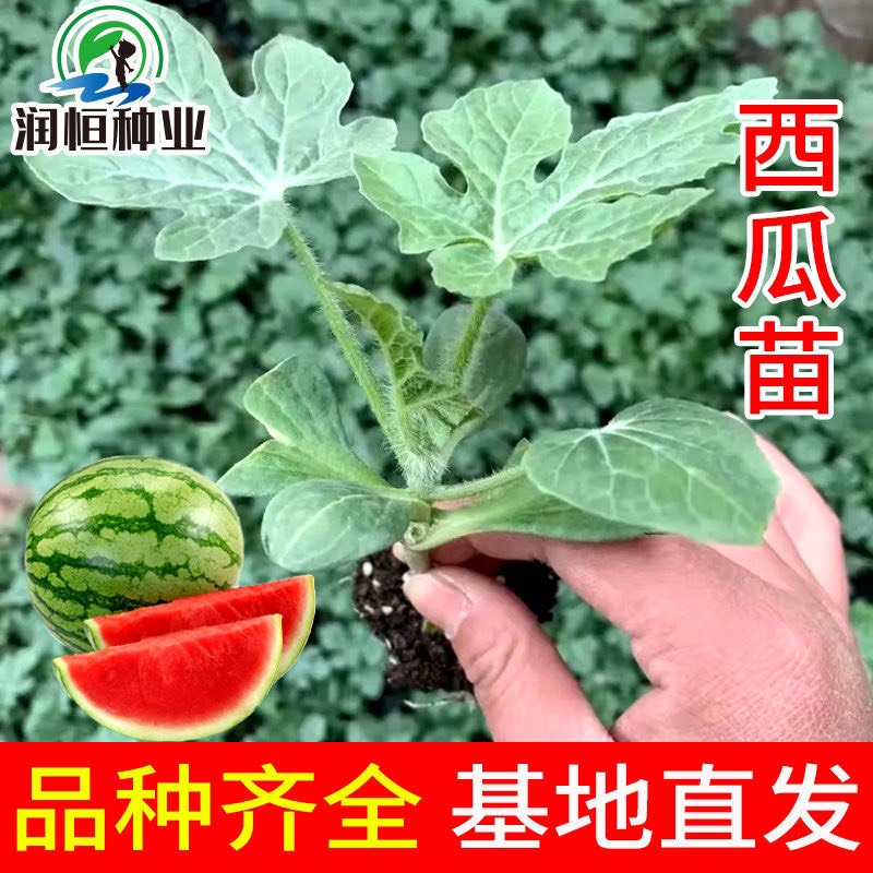8424西瓜苗 嫁接8424西瓜苗 精品8424嫁接西瓜苗