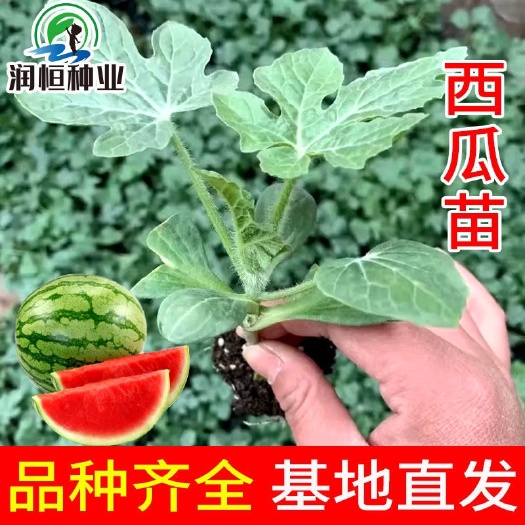 寿光市8424西瓜苗 嫁接8424西瓜苗 精品8424嫁接西瓜苗