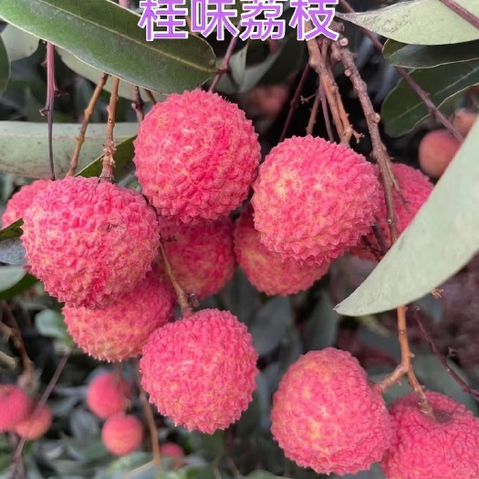 正宗增城基岗荔枝~鲜摘现发(桂味、糯米糍、仙进奉)果大核小