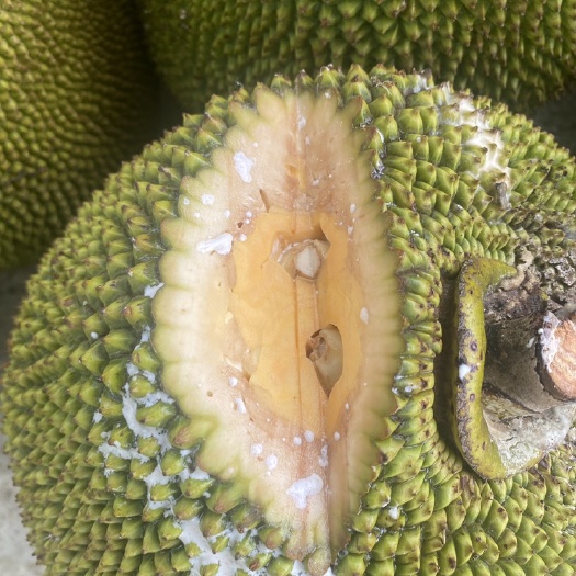陵水县5号红肉菠萝蜜