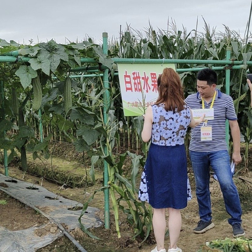 新型玻璃纤维管 百香果支架立柱 遮阳棚 蔬菜瓜果棚架