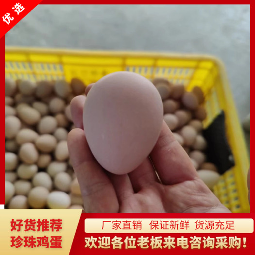 江门珍珠鸡蛋 初生蛋广东厂家直销保证新鲜