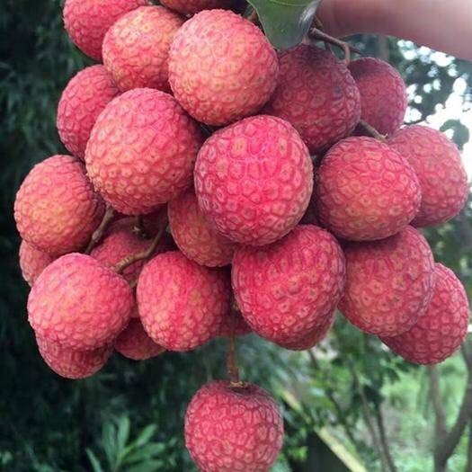 陆丰市陆丰黑叶荔枝大量上市，食果，总果