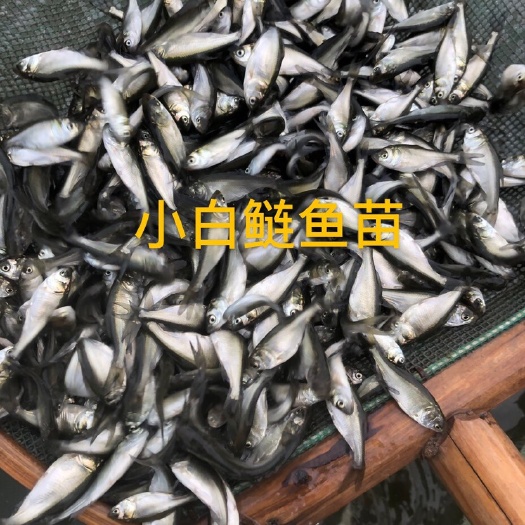 常州白鲢鱼苗夏花夏片 大头鱼 调节水质