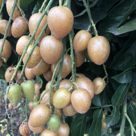 黄皮果