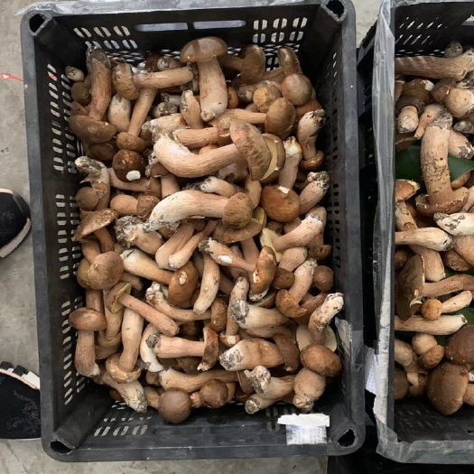 开阳县牛肝菌