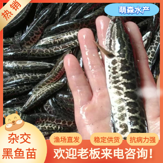 南宁黑鱼苗、花鱼苗、杂交黑鱼苗，基地直供、生长快