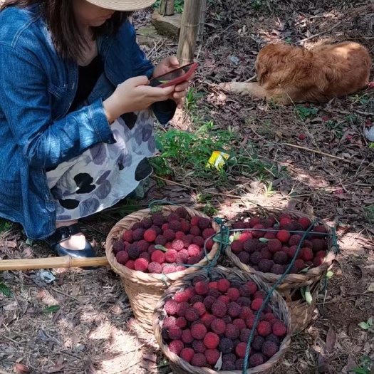 蘇州蘇州東山烏紫楊梅火熱銷售中