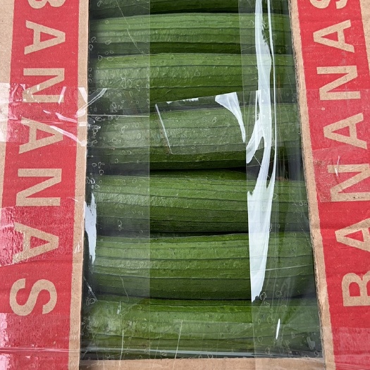 淮安精品小丝瓜，开始上市了  需要的老板可以联系我