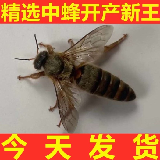 深圳中蜂王产卵交尾蜜蜂活体种新开产王高产中华杂交双色纯种广东阿坝