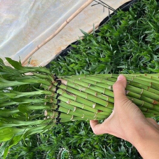 湛江中号编织富贵竹，艺术造型富贵竹室内绿植盆栽