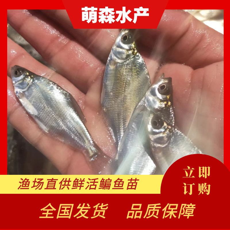 南宁鳊鱼苗：质量保障，规格齐全，存活率高
