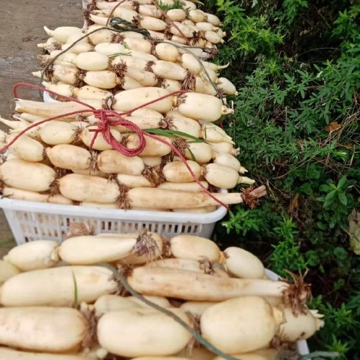 特级宜宾珍珠早藕上市了。价格美丽