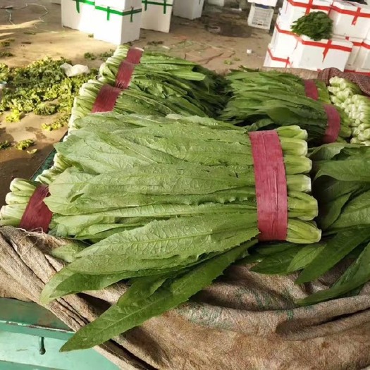 邯郸河北邯郸精品油麦菜 物美价优。商超对接 全国发货
