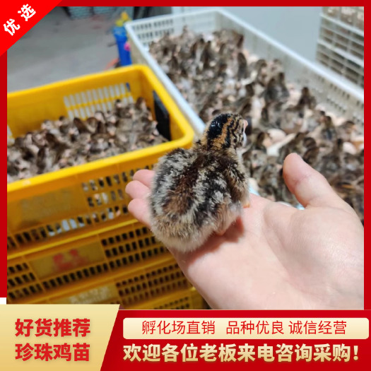 珍珠鸡苗 广东厂家直销优质苗