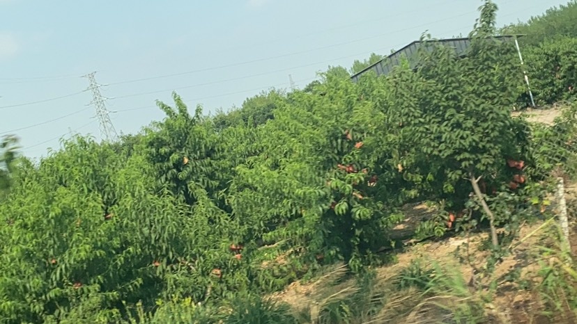 宿迁突围毛桃，大量上市