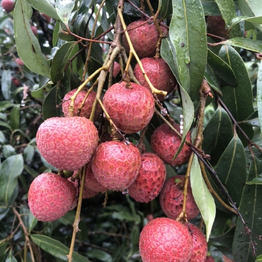 灵山县黑叶荔枝，黑叶荔枝，大量上市，大量上市