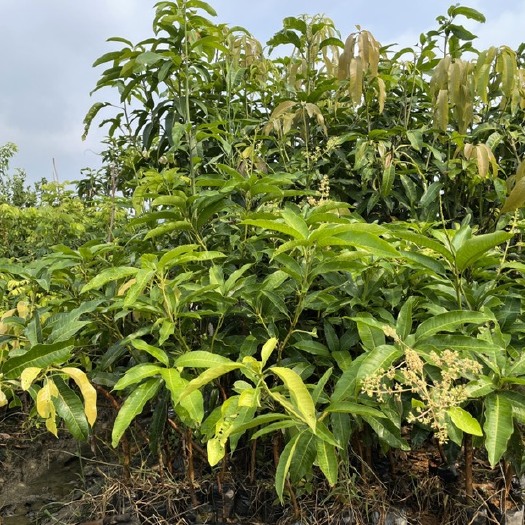 漳州四季芒果苗